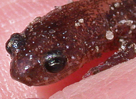 Red-backed Salamander